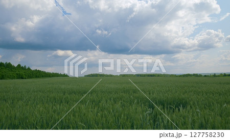 Vast and Expansive Green Fields Stretching Beneath a Beautiful and Picturesque Sky 127758230