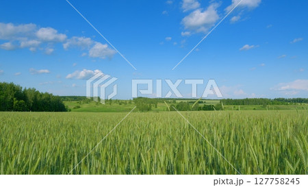 A Vibrant Green Wheat Field Spread Under a Clear Blue Sky Adorned with Fluffy White Clouds 127758245