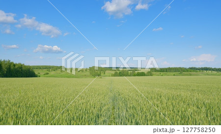 Expansive Green Fields Stretching Out Beautifully Under a Clear and Bright Blue Sky Above 127758250