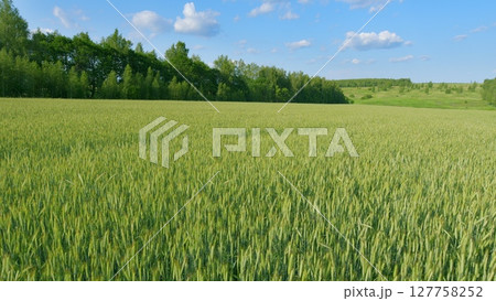 Expansive Green Wheat Fields Stretching Out Beneath a Clear, Bright Blue Sky Above Us Expansive Green Wheat Fields Stretching Out Beneath a Clear, Bright Blue Sky Above Us 127758252