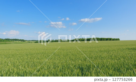 A Beautiful Lush Green Field Spreading Beneath a Bright Blue Sky Surrounded by White Clouds A Beautiful Lush Green Field Spreading Beneath a Bright Blue Sky Surrounded by White Clouds 127758266