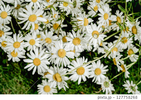 Chamomile daisy flowers closeup in the wind. Herbal flower, medicinal and cosmetic purposes 127758268