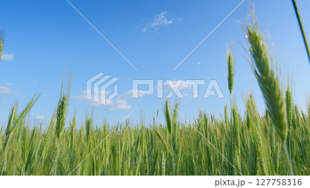 A Stunningly Beautiful Green Wheat Field That Stretches Under A Clear, Bright Blue Sky A Stunningly Beautiful Green Wheat Field That Stretches Under A Clear, Bright Blue Sky 127758316