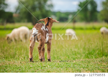 Spotted brown baby goat standing on grass and looking at grazing sheep in a rural summer pasture 127758555