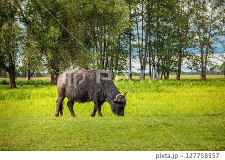 Lone water buffalo with curved horns grazing in a bright green field near a forest on a summer day 127758557