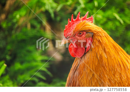 Proud rooster standing alert in a sunlit garden, its red comb and orange plumage shining against a background of vibrant green foliage Proud rooster standing alert in a sunlit garden, its red comb and orange plumage shining against a background of vibrant green foliage 127758558