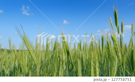 A Lush Green Field Spreading Out Under a Beautiful Blue Sky Stretching Overhead With Clouds A Lush Green Field Spreading Out Under a Beautiful Blue Sky Stretching Overhead With Clouds 127758751