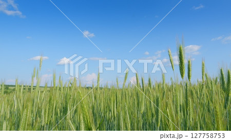 A Vast and Lush Green Wheat Field Stretched Out Beneath a Clear and Bright Blue Sky Above A Vast and Lush Green Wheat Field Stretched Out Beneath a Clear and Bright Blue Sky Above 127758753