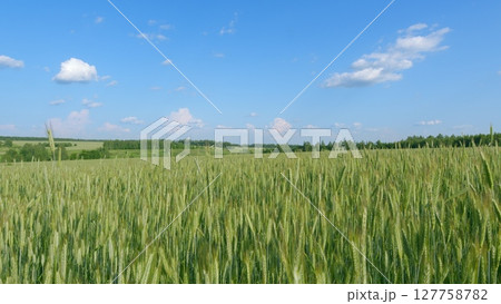 A Vast and Lush Green Wheat Field Extends Beneath a Bright Blue Sky Filled with Clouds A Vast and Lush Green Wheat Field Extends Beneath a Bright Blue Sky Filled with Clouds 127758782