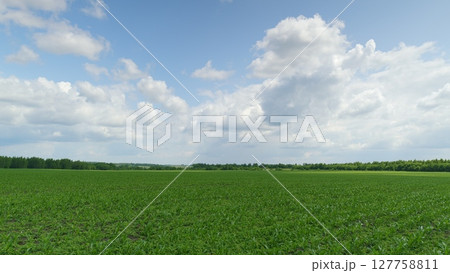 A Beautiful Lush Green Agricultural Field Under Bright Blue Sky With White Clouds A Beautiful Lush Green Agricultural Field Under Bright Blue Sky With White Clouds 127758811
