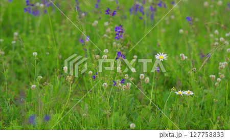 A Beautiful and Colorful Wildflower Meadow Flourishing Vibrantly in Springtimes Warm Embrace 127758833