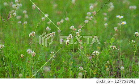 Experience the Beauty of Beautiful Blossoming Wildflowers Vibrantly Displayed in a Lush Green Field Experience the Beauty of Beautiful Blossoming Wildflowers Vibrantly Displayed in a Lush Green Field 127758848