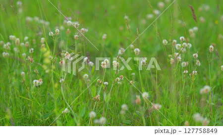A Serene and Picturesque Green Field Adorned with Beautiful Wildflowers in Full Bloom A Serene and Picturesque Green Field Adorned with Beautiful Wildflowers in Full Bloom 127758849