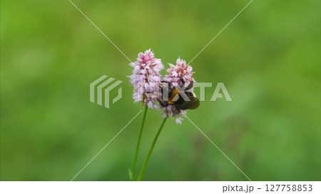 A Bee Engaging in the Vital Process of Pollinating Beautiful Pink Flowers Found in Nature 127758853