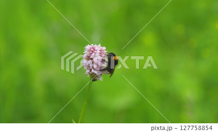 A beautiful bee diligently pollinating a delicate pink flower in the lush green field nearby 127758854