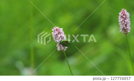 Vibrant Nature A Beautiful Green Frog Calmly Sitting on a Pink Flower Amidst Lush Greenery Vibrant Nature A Beautiful Green Frog Calmly Sitting on a Pink Flower Amidst Lush Greenery 127758857