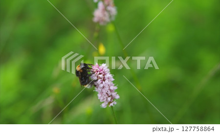 Bees are actively pollinating beautiful pink flowers that thrive amidst lush greenery Bees are actively pollinating beautiful pink flowers that thrive amidst lush greenery 127758864