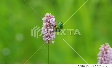 A Beautiful Bee Engaging in Pollination of a Pink Flower Amidst Natures Splendor 127758870