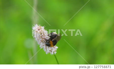 A Bumblebee Gently Pollinating a Vibrant Flower in a Lush Green Field of Natures Beauty 127758871