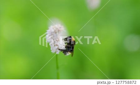 A Beautiful Bee Pollinating a Colorful Flower in a Lush Green Field Filled with Life 127758872