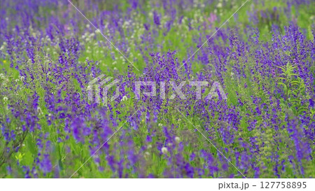 A Stunningly Vibrant Purple Flower Field Displaying Natures Splendor in Full Bloom 127758895