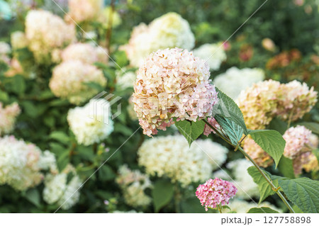 Hydrangea arborescens Candybelle Lollypop (Bubblegum) flowers in garden Hydrangea arborescens Candybelle Lollypop (Bubblegum) flowers in garden 127758898