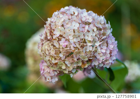 Hydrangea arborescens Candybelle Lollypop (Bubblegum) flowers in garden Hydrangea arborescens Candybelle Lollypop (Bubblegum) flowers in garden 127758901