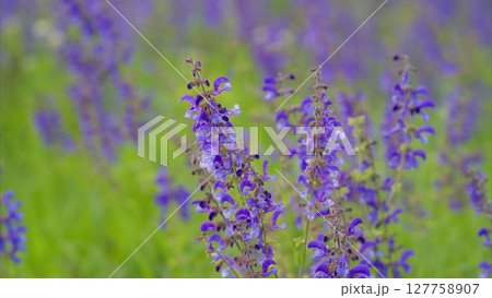 A Breathtaking Display of Vibrant Purple Wildflowers in Full Bloom, Enchanting Nature 127758907