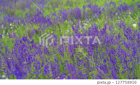 A Beautiful and Vibrant Purple Flower Field in Full Bloom during the Spring Season A Beautiful and Vibrant Purple Flower Field in Full Bloom during the Spring Season 127758910