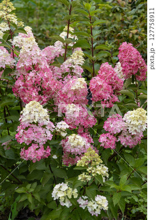 Hydrangea paniculata sort Fraise Melba hydrangea with pink flowers blooms in the garden in summer 127758911