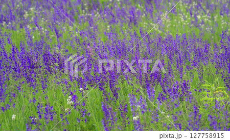 A Stunning and Vibrant Purple Flower Field Flourishing Beautifully in Full Bloom A Stunning and Vibrant Purple Flower Field Flourishing Beautifully in Full Bloom 127758915