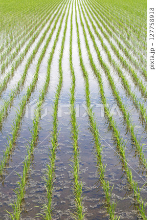 田植えを終えた水田 田植えを終えた水田 127758918