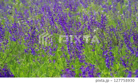 Vibrant purple wildflowers bloom in a lush, green field, captivating all who see it Vibrant purple wildflowers bloom in a lush, green field, captivating all who see it 127758930