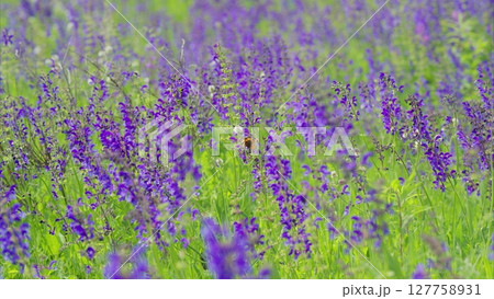 A Lush and Vibrant Purple Flower Field in Full Blooming Splendor that Captivates the Senses A Lush and Vibrant Purple Flower Field in Full Blooming Splendor that Captivates the Senses 127758931