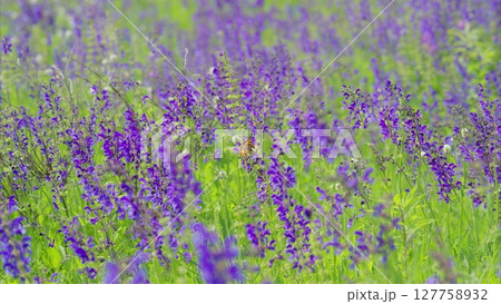 A Beautiful and Vibrant Purple Flower Field in Full Bloom, Displaying Natures Splendor A Beautiful and Vibrant Purple Flower Field in Full Bloom, Displaying Natures Splendor 127758932