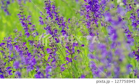 Stunning, Vibrant Purple Flower Field in Full Bloom During the Beautiful Spring Season Stunning, Vibrant Purple Flower Field in Full Bloom During the Beautiful Spring Season 127758945