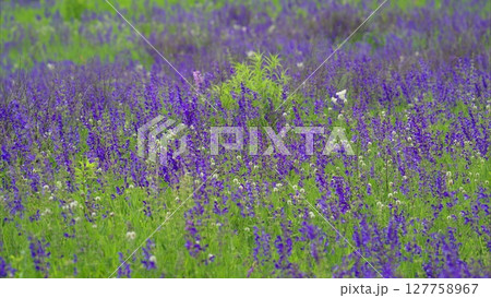 A Beautiful and Vibrant Field of Wildflowers is in Full Bloom and Captivating Visitors 127758967