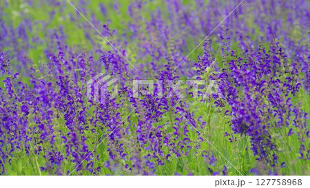 The Lavender Field in Full Bloom A Beautiful and Scenic View of Natures Splendor The Lavender Field in Full Bloom A Beautiful and Scenic View of Natures Splendor 127758968