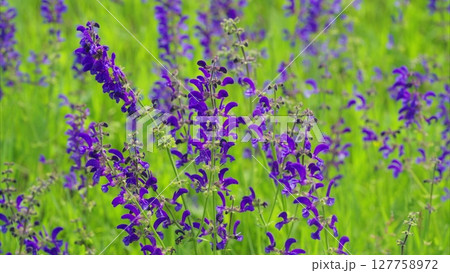 Vibrant and Colorful Purple Wildflowers Blooming in a Lush and Green Expansive Field Vibrant and Colorful Purple Wildflowers Blooming in a Lush and Green Expansive Field 127758972