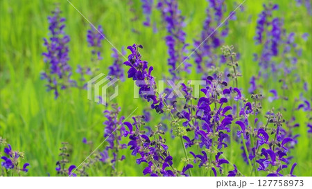 Vibrant and Beautiful Purple Flowers Blooming in a Lush Green Field of Natures Beauty Vibrant and Beautiful Purple Flowers Blooming in a Lush Green Field of Natures Beauty 127758973