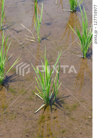 田植えを終えた水田 127758977