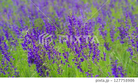 Purple Wildflower Fields are in full bloom, showcasing natures beauty and biodiversity Purple Wildflower Fields are in full bloom, showcasing natures beauty and biodiversity 127758986