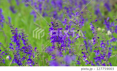 Stunning and Vibrant Purple Wildflowers are flourishing beautifully in Full Bloom now Stunning and Vibrant Purple Wildflowers are flourishing beautifully in Full Bloom now 127759003