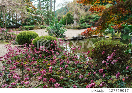 善峯寺　奥の院の庭園に秋明菊が咲く 127759017
