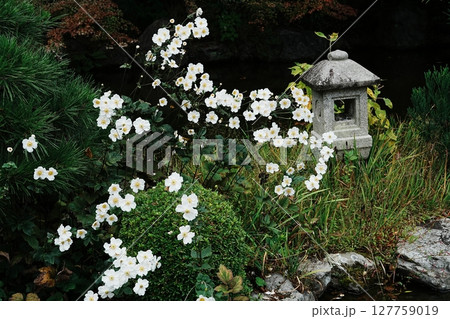 善峯寺　奥の院の庭園に秋明菊が咲く 127759019