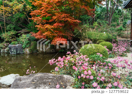 善峯寺　奥の院の庭園に秋明菊が咲く 127759022