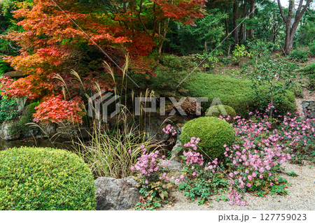 善峯寺　奥の院の庭園に秋明菊が咲く 127759023