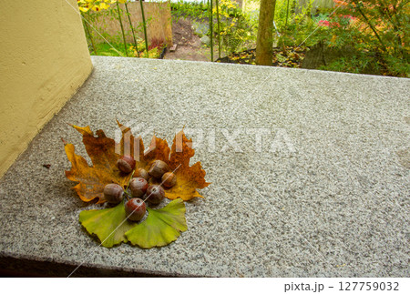 Leaves of old (ancient ) tree Gingko  , maple leaves and acorns (from oak tree) in Japanese garden 127759032