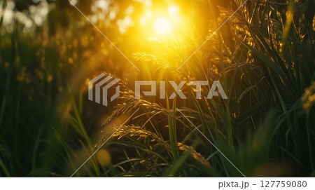 Green grass field and shiny sun bright meadow hill outdoor 127759080