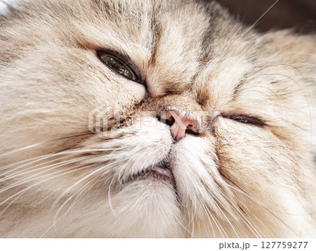 動物で表現した人間関係の心理的なイメージ 動物で表現した人間関係の心理的なイメージ 127759277